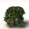 富贵树 -动植物-植物-VR/AR模型-3D城