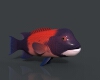 美丽突额隆头鱼-动植物-鱼类-VR/AR模型-3D城