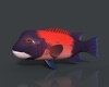 美丽突额隆头鱼-动植物-鱼类-VR/AR模型-3D城