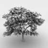 火炬树 -动植物-植物-VR/AR模型-3D城