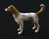 中华田园犬-动植物-哺乳动物-VR/AR模型-3D城