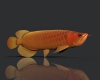 龙鱼-动植物-鱼类-VR/AR模型-3D城