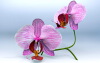 flower-phalaenopsis-文体生活-其它-工业CAD模型-3D城