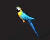 鹦鹉-动植物-鸟类-VR/AR模型-3D城