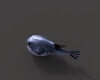 河豚-动植物-鱼类-VR/AR模型-3D城