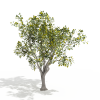 树-动植物-植物-VR/AR模型-3D城
