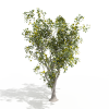 树-动植物-植物-VR/AR模型-3D城