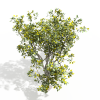 树-动植物-植物-VR/AR模型-3D城