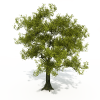 树-动植物-植物-VR/AR模型-3D城