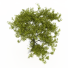 树-动植物-植物-VR/AR模型-3D城