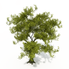树-动植物-植物-VR/AR模型-3D城