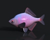 高体鳑鲏-动植物-鱼类-VR/AR模型-3D城