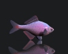 高体鳑鲏-动植物-鱼类-VR/AR模型-3D城