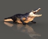 扬子鳄-动植物-爬行动物-VR/AR模型-3D城