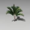 三角椰子-动植物-植物-VR/AR模型-3D城