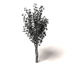 室外植物-动植物-植物-VR/AR模型-3D城