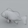 鱼-动植物-鱼类-VR/AR模型-3D城