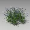矢车菊-动植物-花草-VR/AR模型-3D城