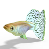 鱼-动植物-鱼类-VR/AR模型-3D城
