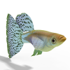 鱼-动植物-鱼类-VR/AR模型-3D城