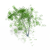 树-动植物-植物-VR/AR模型-3D城