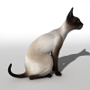 猫-动植物-哺乳动物-VR/AR模型-3D城