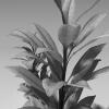 植物-动植物-植物-VR/AR模型-3D城