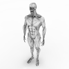 人体-角色人体-医学解剖-VR/AR模型-3D城