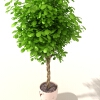 盆景-动植物-盆栽-VR/AR模型-3D城