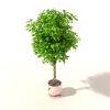 盆景-动植物-盆栽-VR/AR模型-3D城