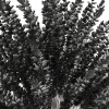 植物-动植物-花草-VR/AR模型-3D城