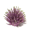 植物-动植物-花草-VR/AR模型-3D城