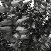 植物-动植物-花草-VR/AR模型-3D城