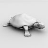turtle-动植物-爬行动物-VR/AR模型-3D城