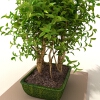 盆景-动植物-盆栽-VR/AR模型-3D城