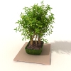 盆景-动植物-盆栽-VR/AR模型-3D城