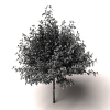 树-动植物-植物-VR/AR模型-3D城