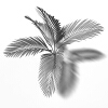 大果茶梅椰子-动植物-植物-VR/AR模型-3D城