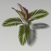 大果茶梅椰子-动植物-植物-VR/AR模型-3D城