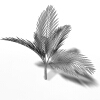 大果茶梅椰子-动植物-植物-VR/AR模型-3D城