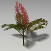 大果茶梅椰子-动植物-植物-VR/AR模型-3D城