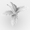 大果茶梅椰子-动植物-植物-VR/AR模型-3D城