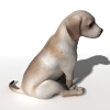 短毛犬-动植物-哺乳动物-VR/AR模型-3D城