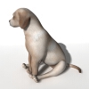 短毛犬-动植物-哺乳动物-VR/AR模型-3D城