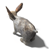 兔-动植物-哺乳动物-VR/AR模型-3D城