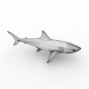 White Shark-动植物-哺乳动物-VR/AR模型-3D城