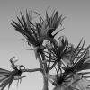 红刺露兜-动植物-植物-VR/AR模型-3D城