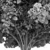锦带花-动植物-花草-VR/AR模型-3D城