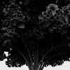 锦带花-动植物-花草-VR/AR模型-3D城
