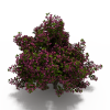 锦带花-动植物-花草-VR/AR模型-3D城